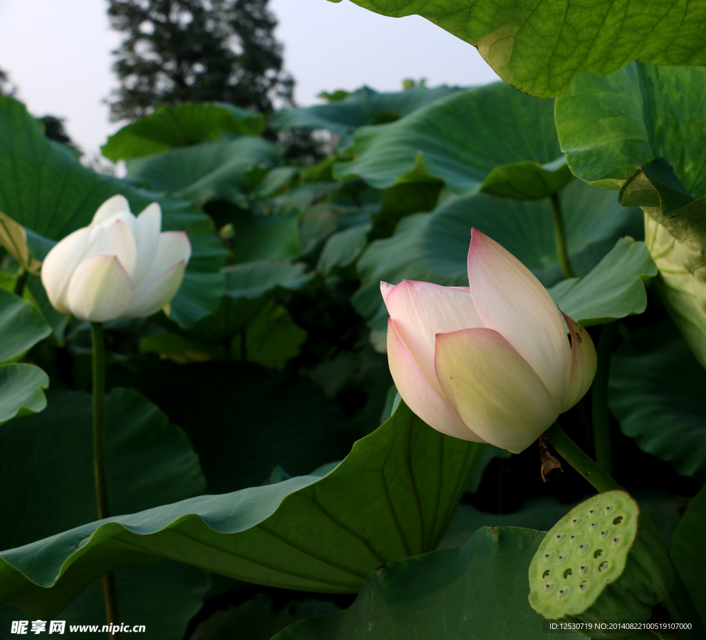 荷花