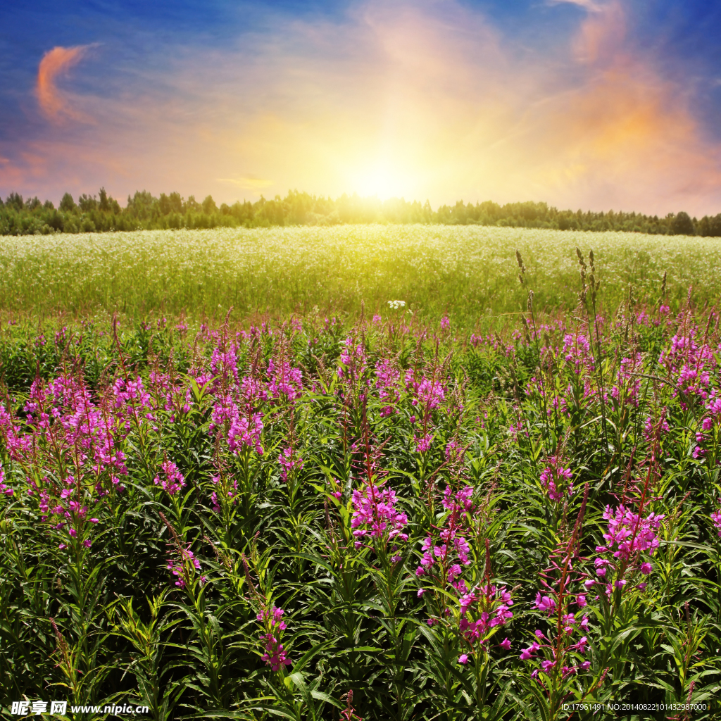 夕阳花海摄影图 花草 生物世界 摄影图库 昵图网