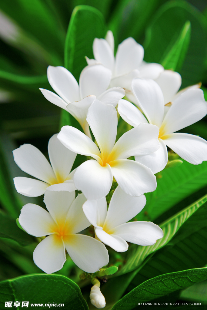 白色雞蛋花