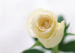 淡雅白玫瑰