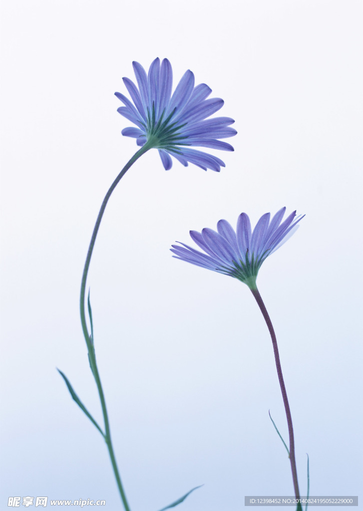 白色太陽花
