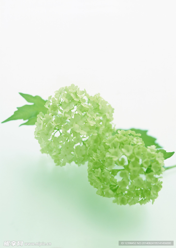 綠花