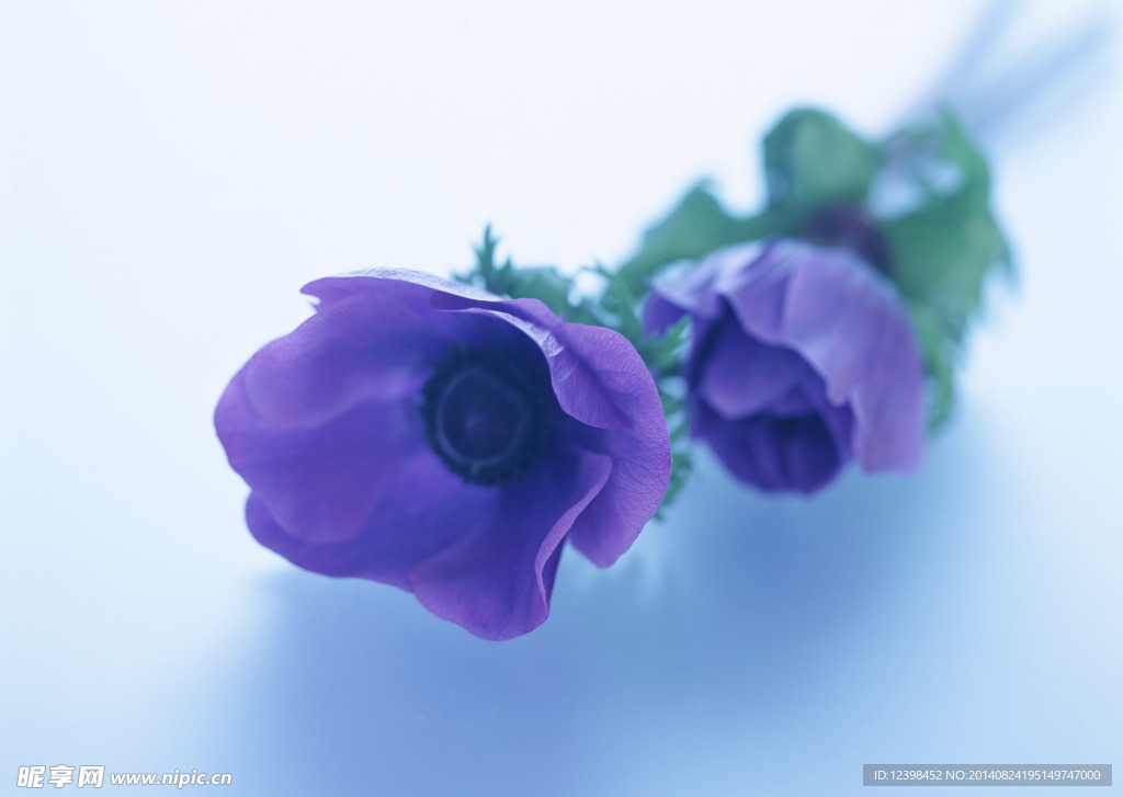 紫色花