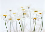 美丽的小白花