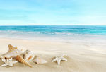 沙滩海星海螺大海图片