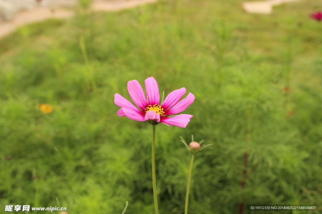 格桑花