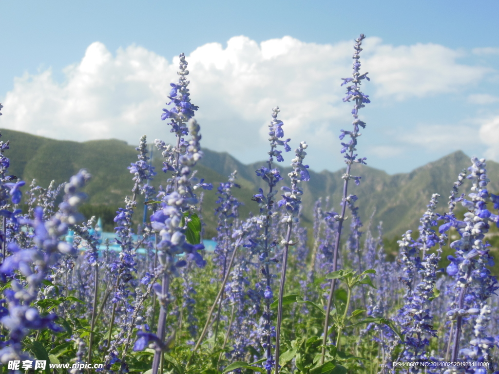薰衣草花海