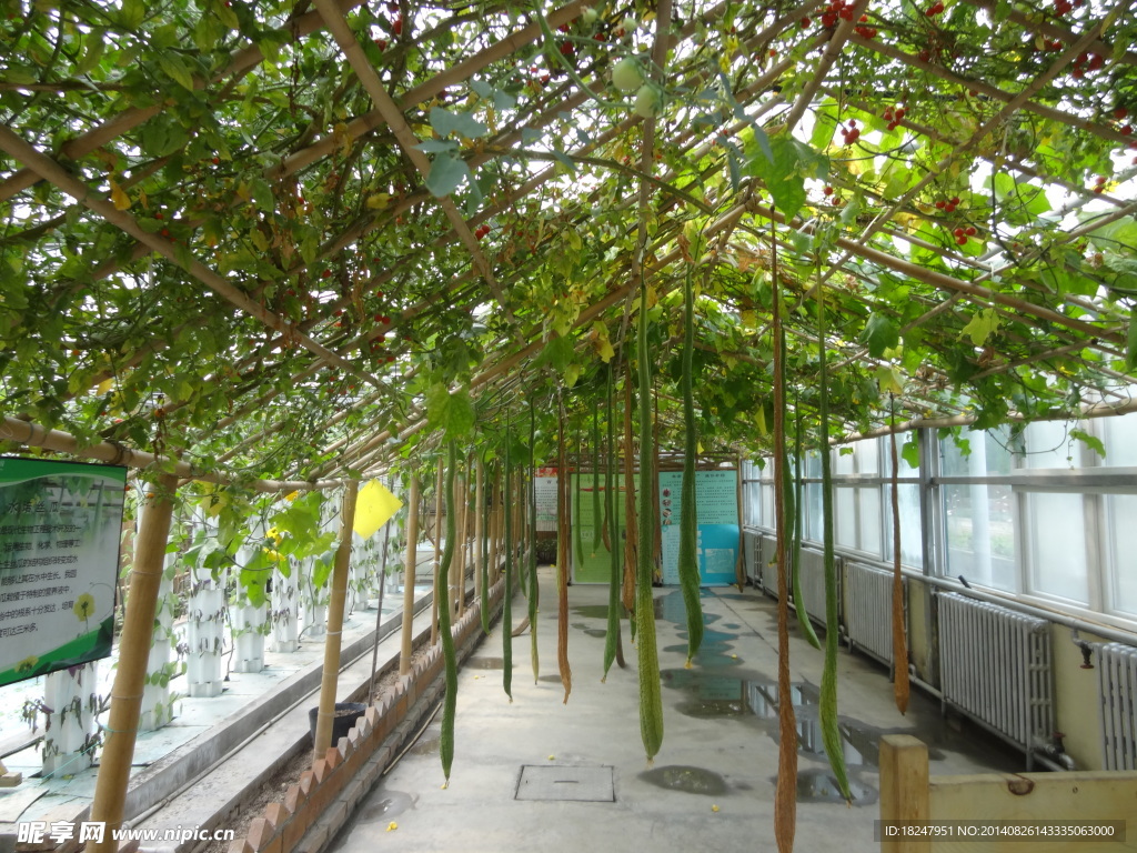 蔬菜園