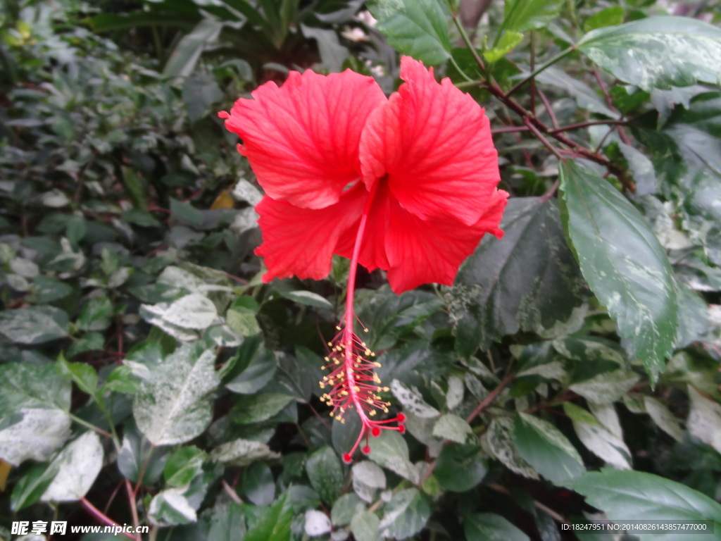 紅花