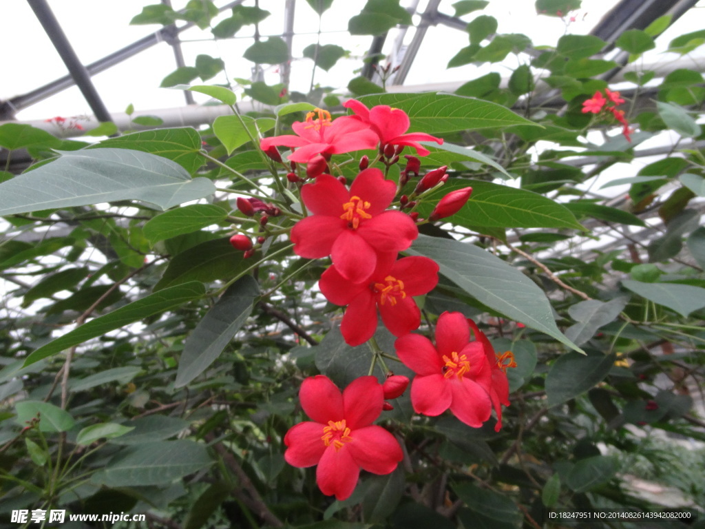 小紅花