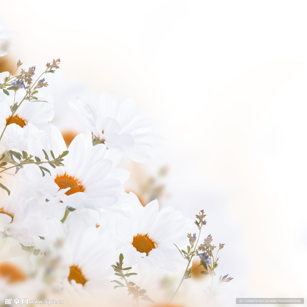 白菊花