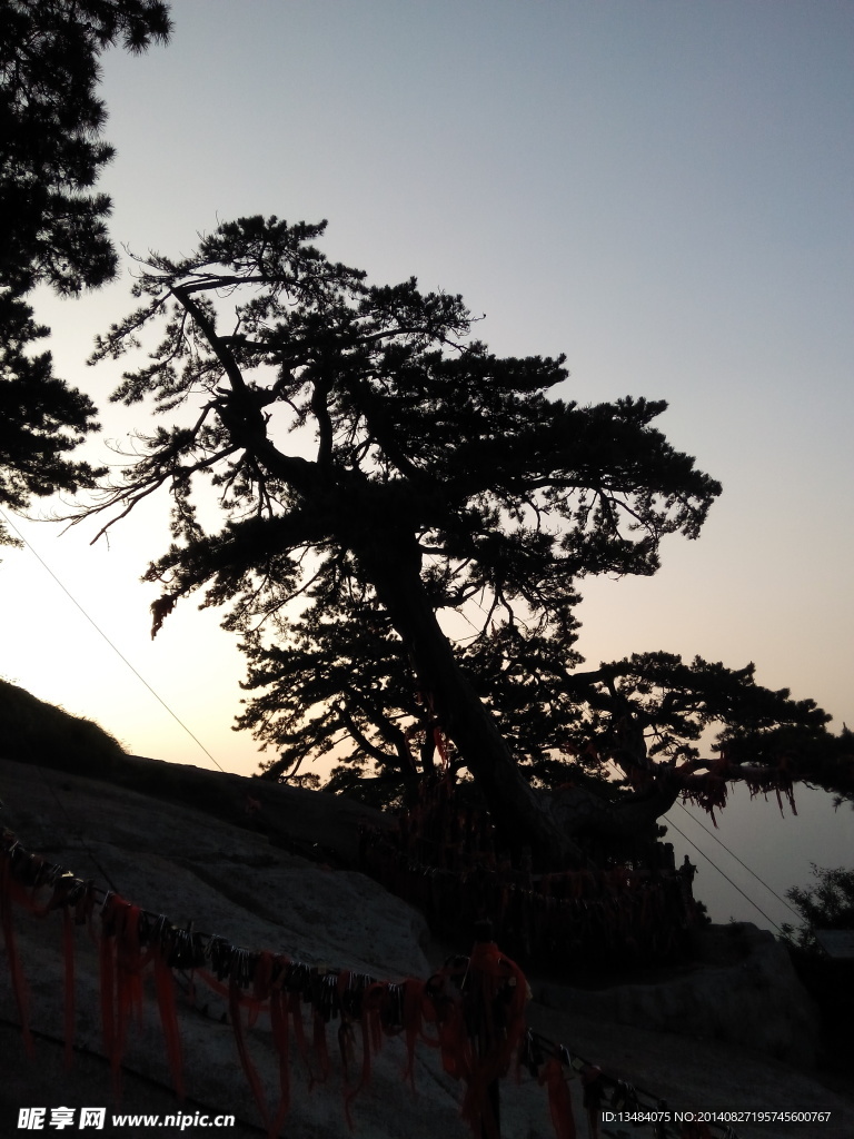 松樹剪影
