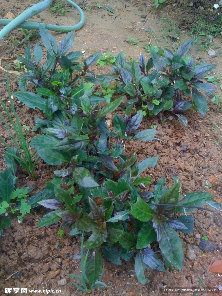 野菜