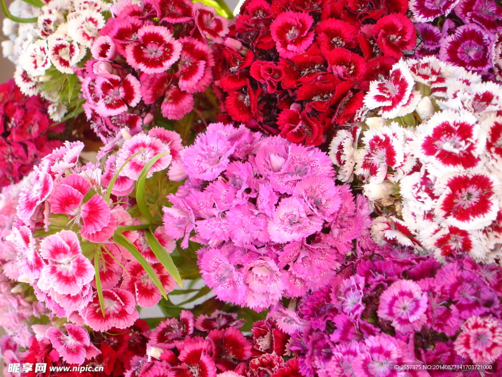 花朵高清圖