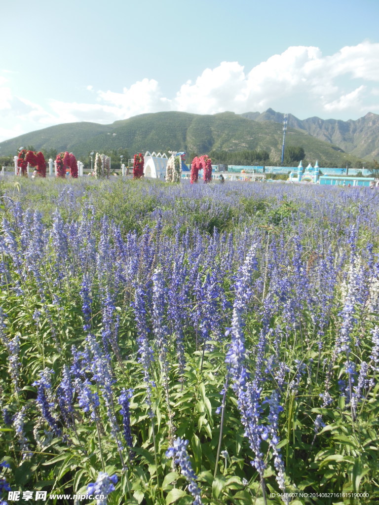薰衣草花海
