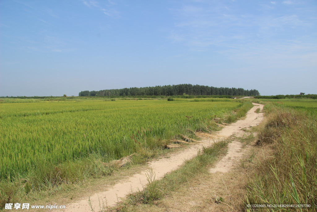 綏中鄉間田野