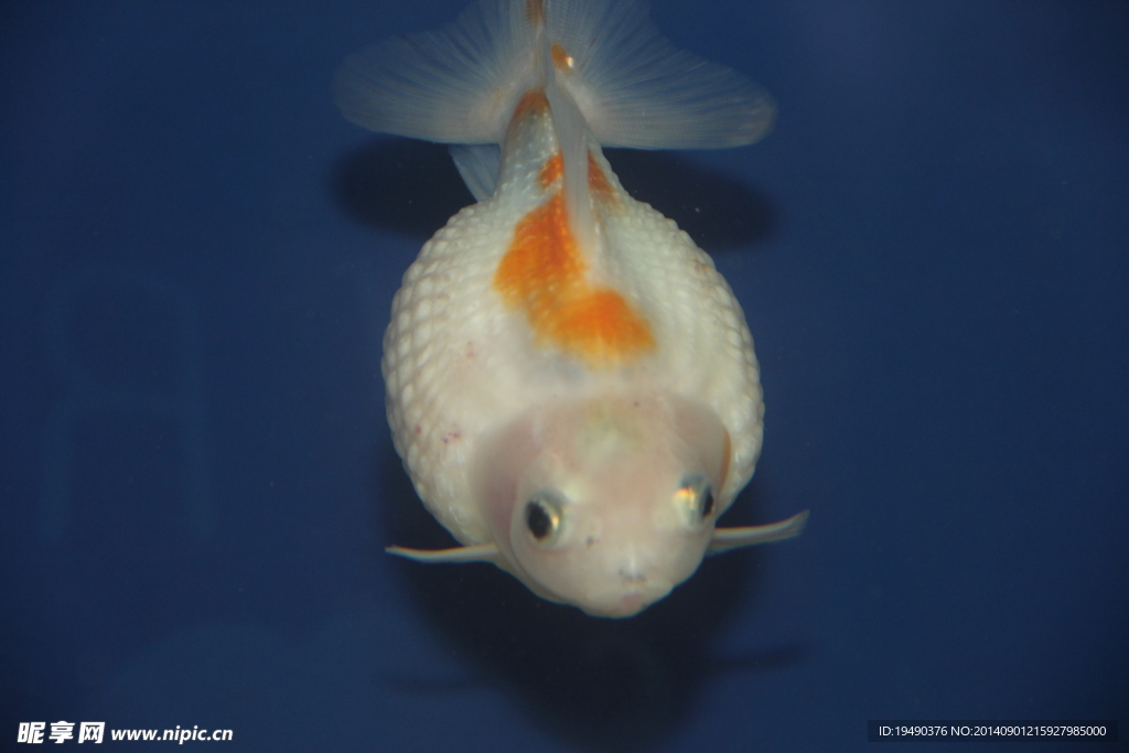 金魚