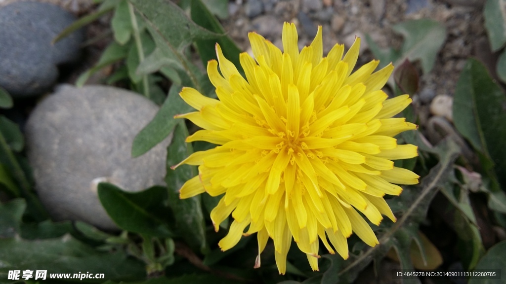 野菊花