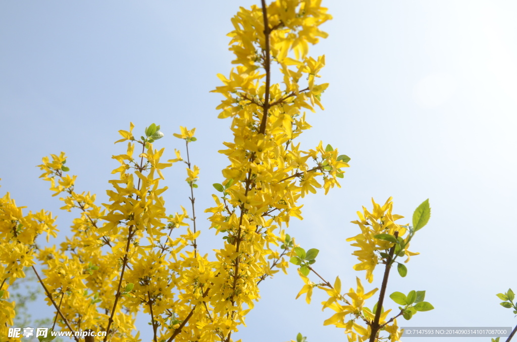 迎春花