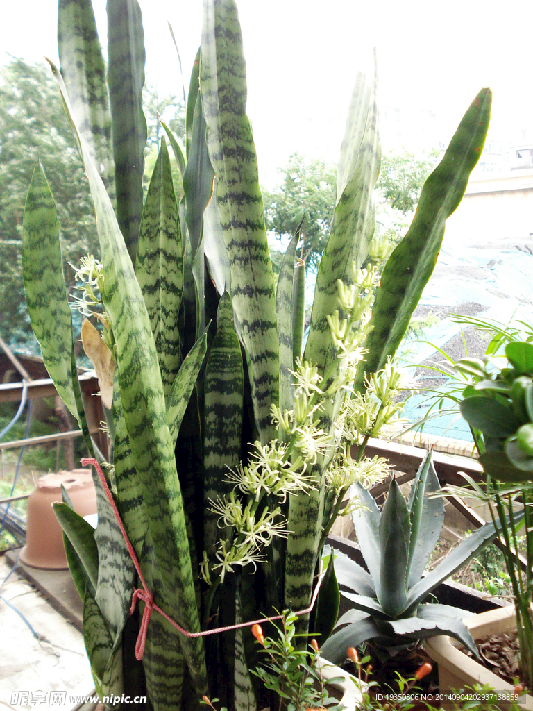 盛開(kāi)的虎皮蘭花