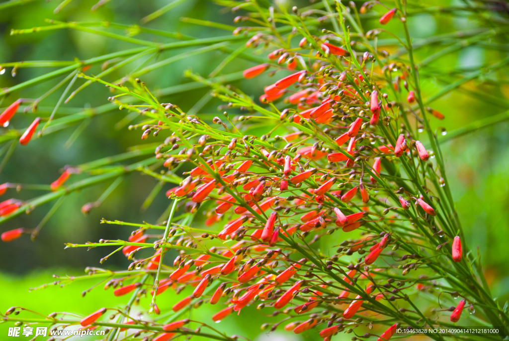海南興隆植物園花卉