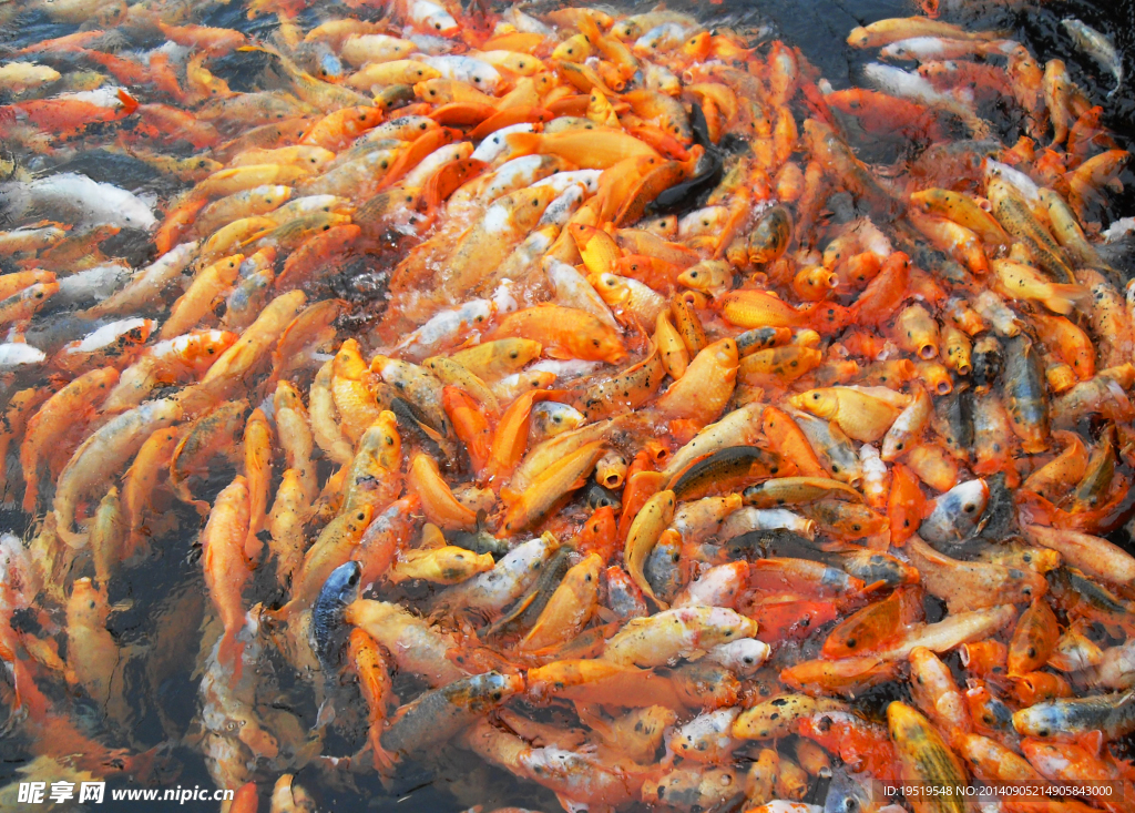 鯉魚(yú)
