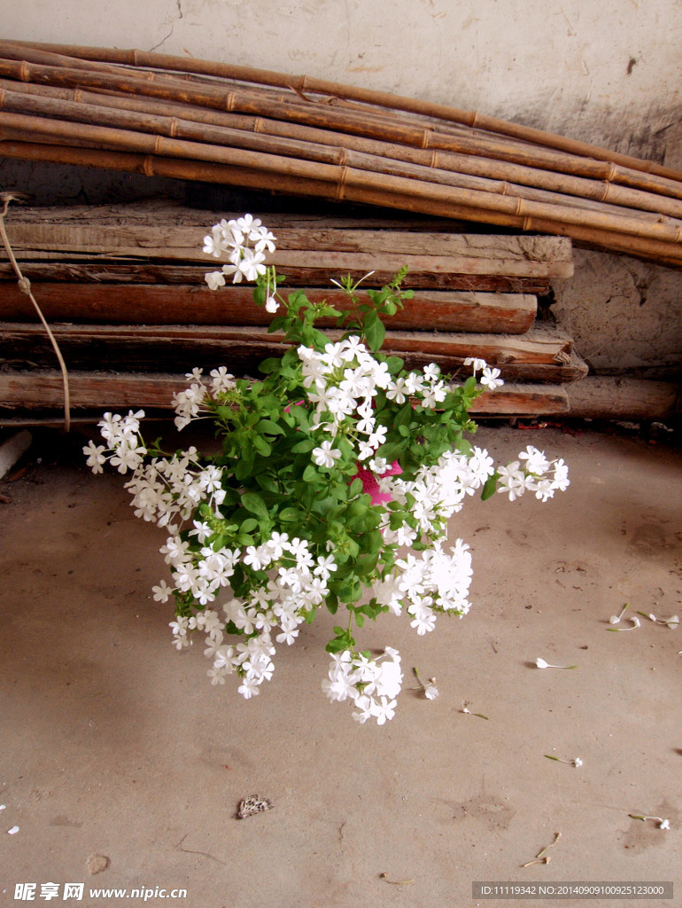白雪花