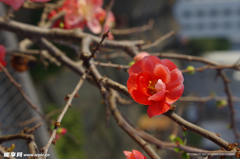 桃花