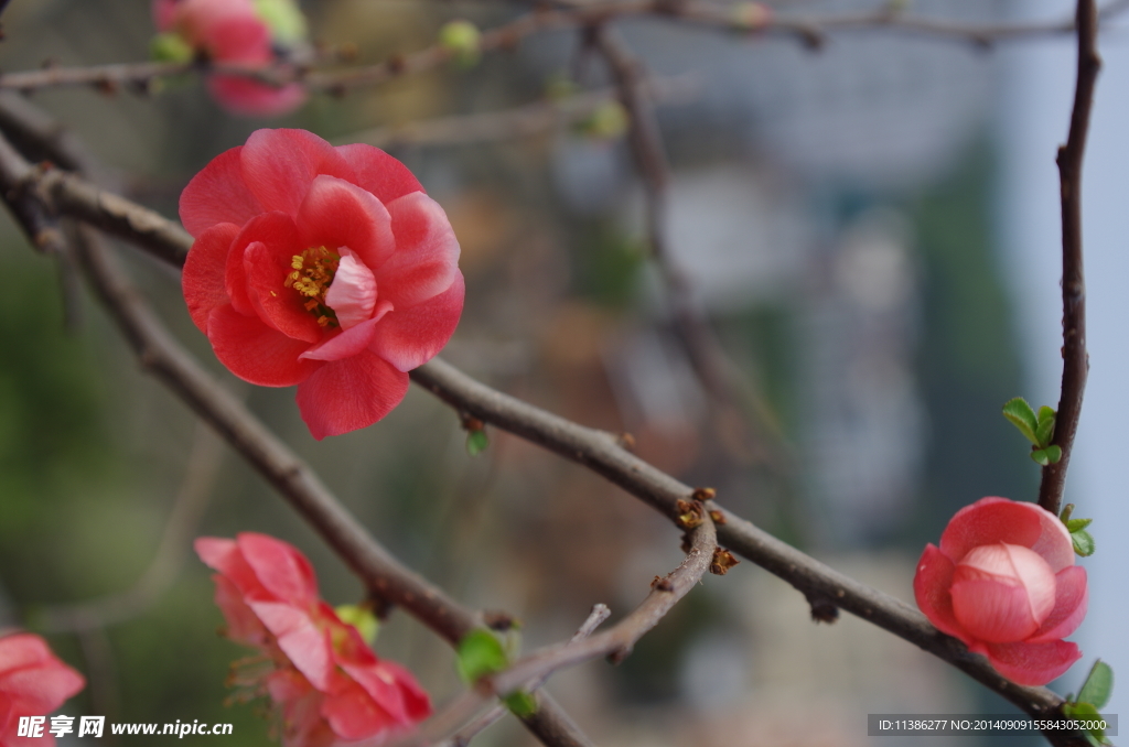 桃花