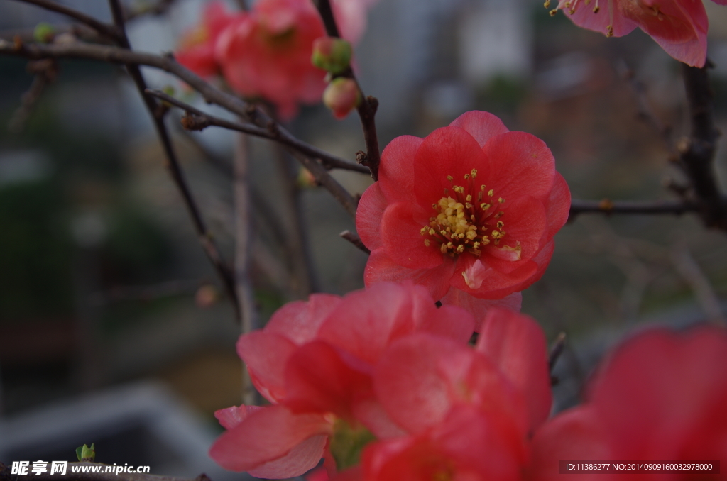 桃花