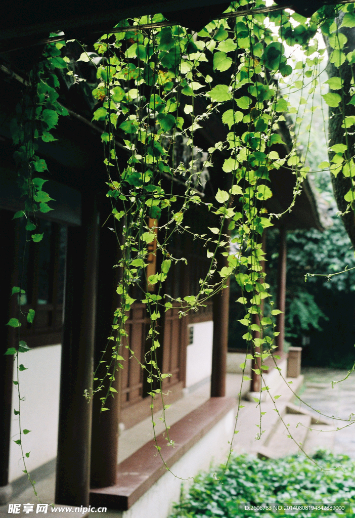 藤