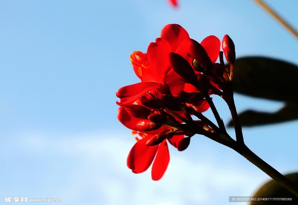 船型花