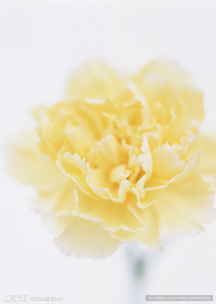 花色鮮花