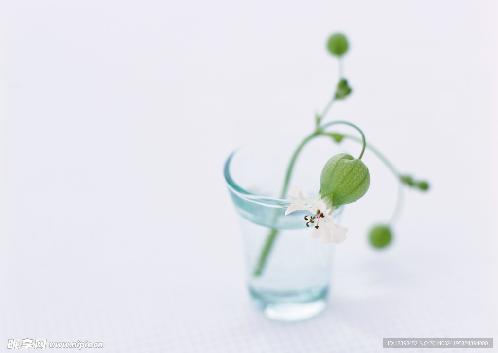 白色燈籠花