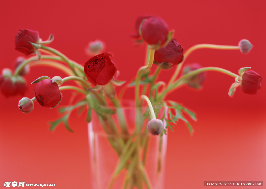 紅色喇叭花