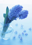 蓝色水仙花