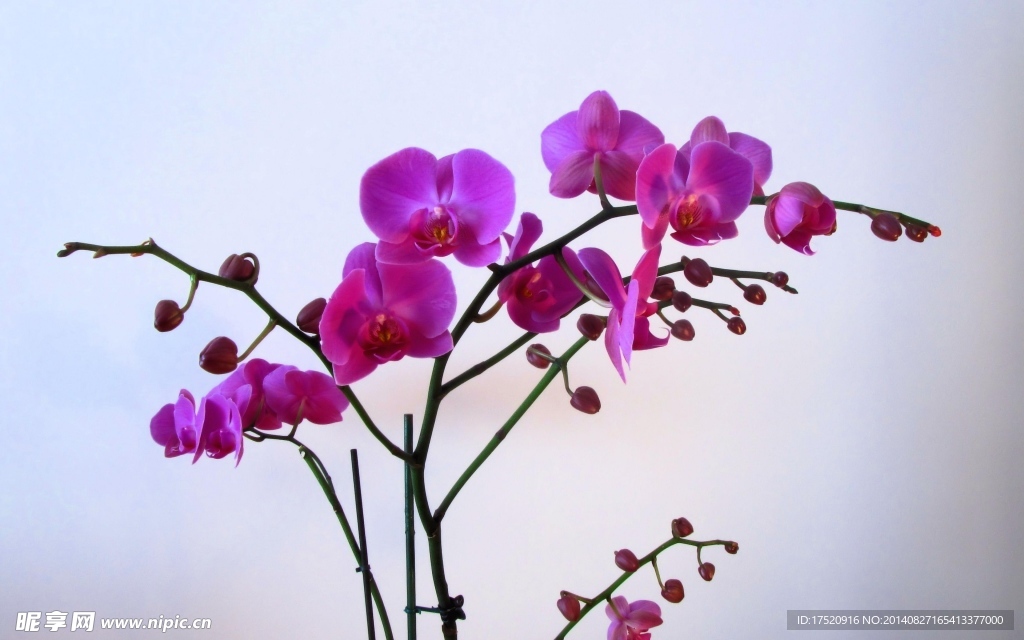紫色花朵壁紙