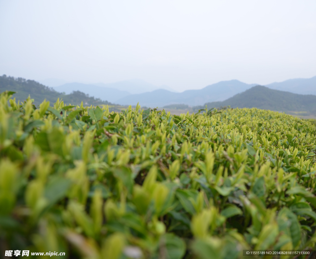 茶葉 春茶