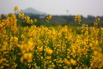 油菜花