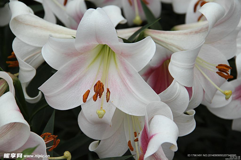 唯美百合花