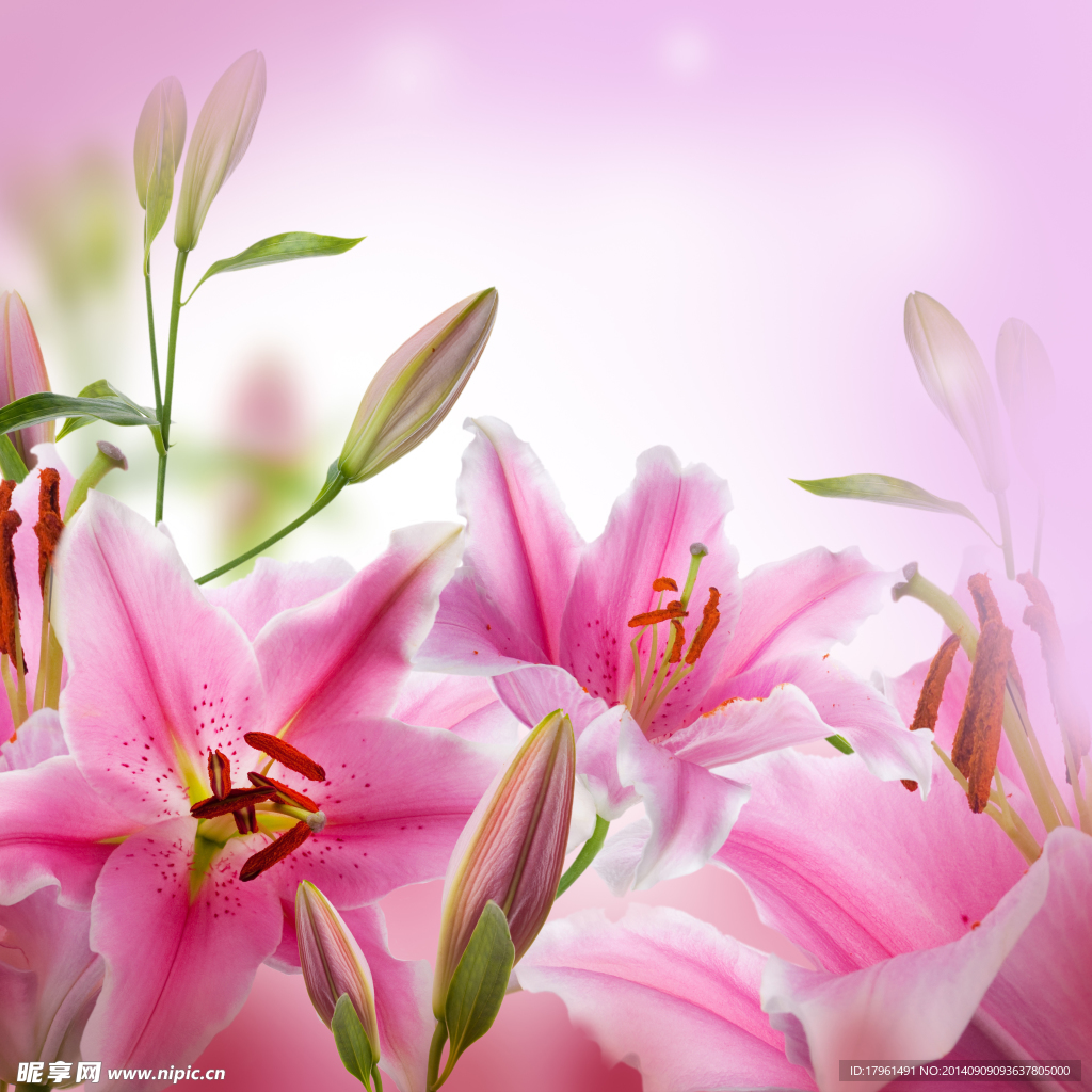 唯美百合花