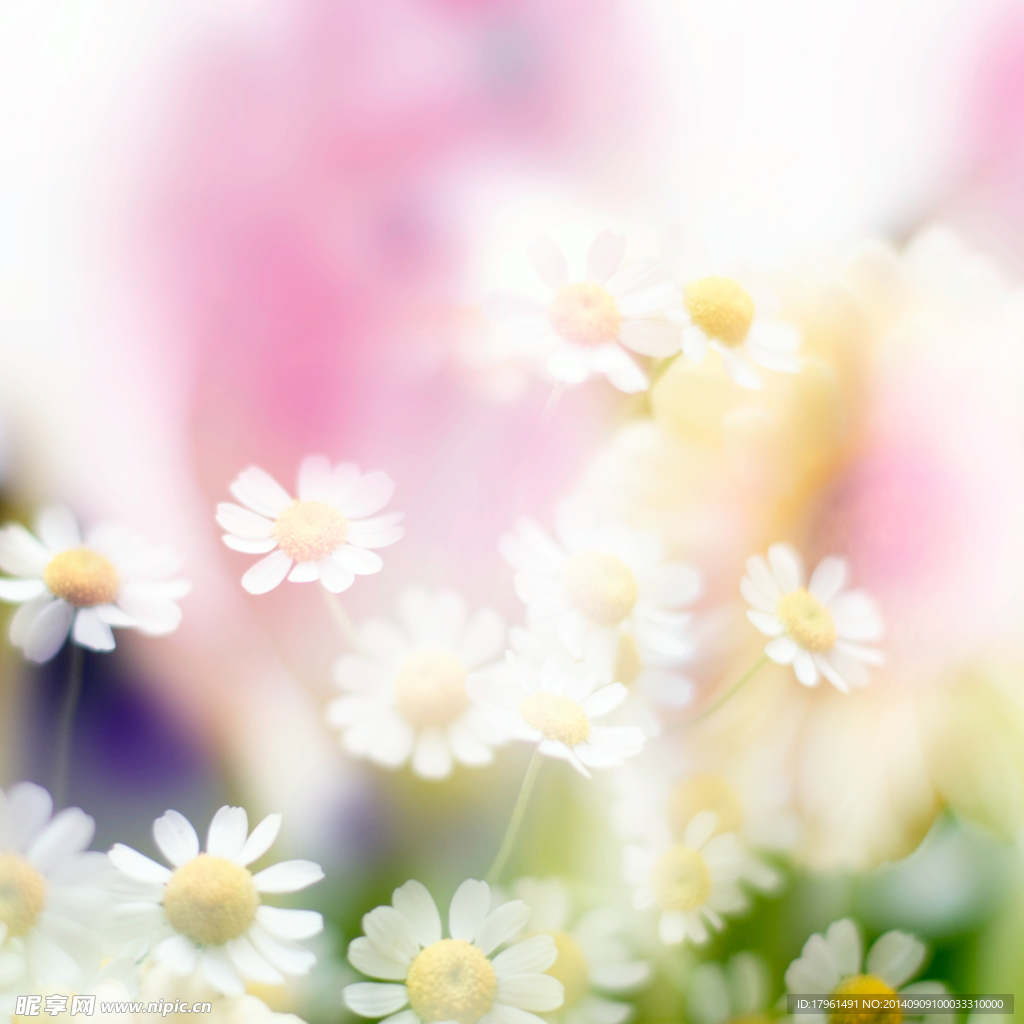 唯美太陽花