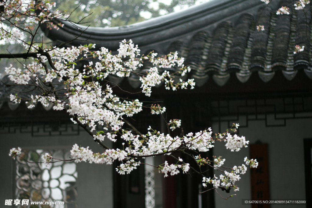 梨花技頭