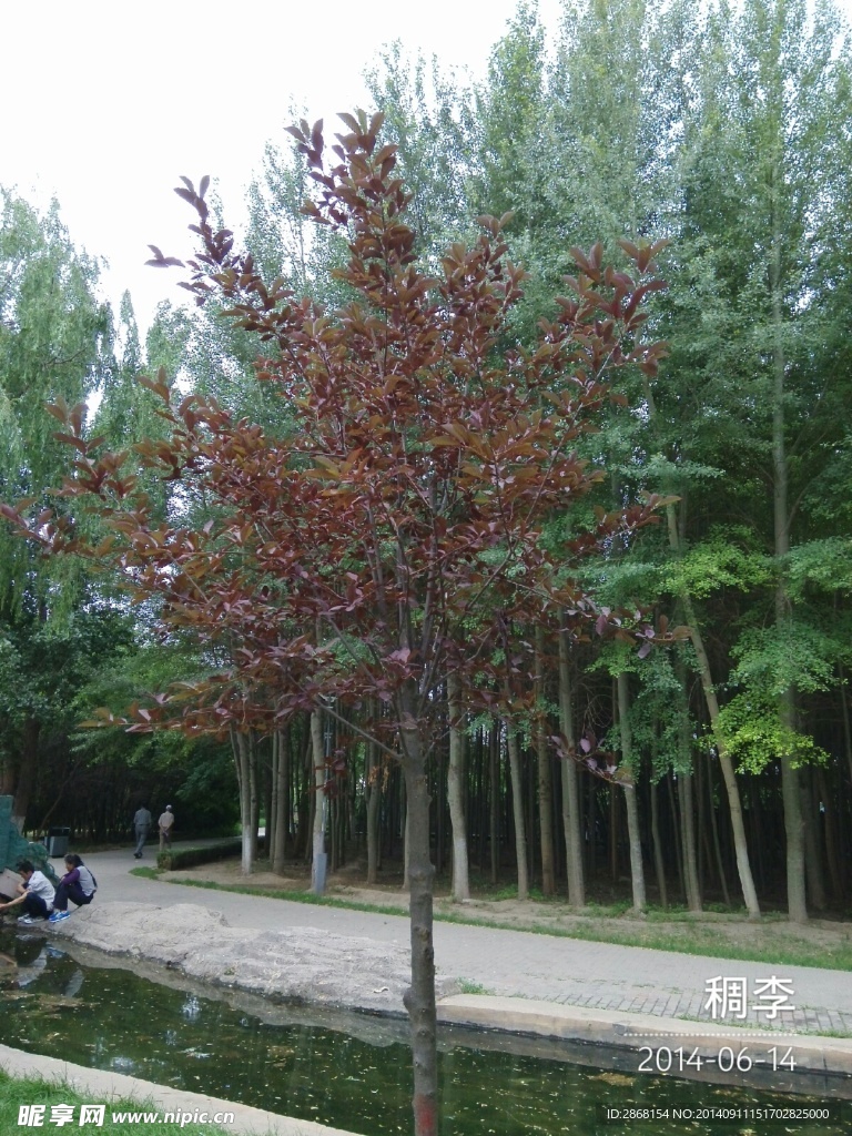 稠李
