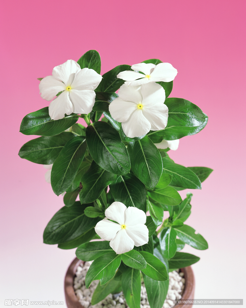 绿色植物 白色花
