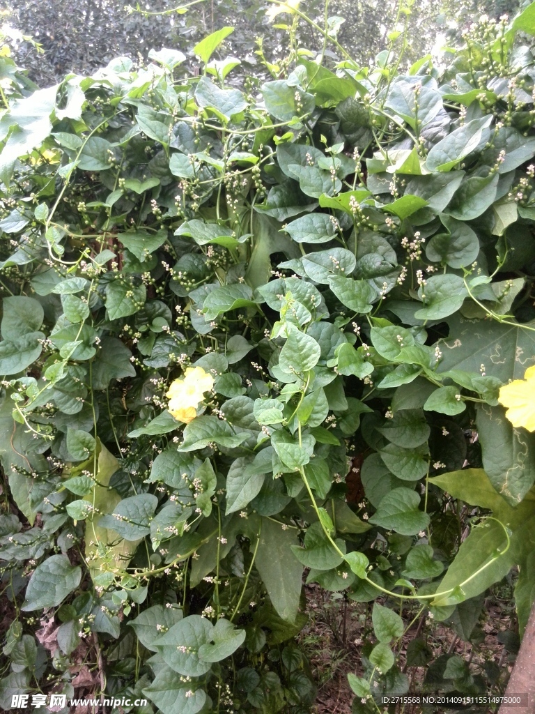 木耳菜藤蔓