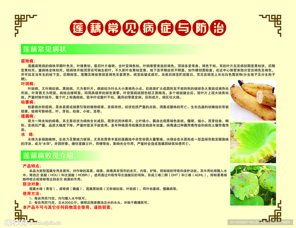 蓮藕常見病癥