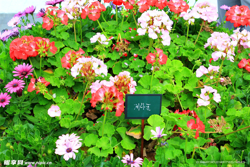 鮮花攝影