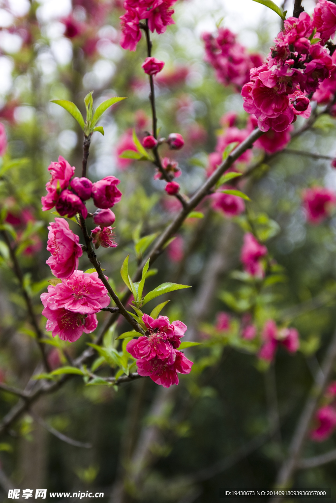 桃花