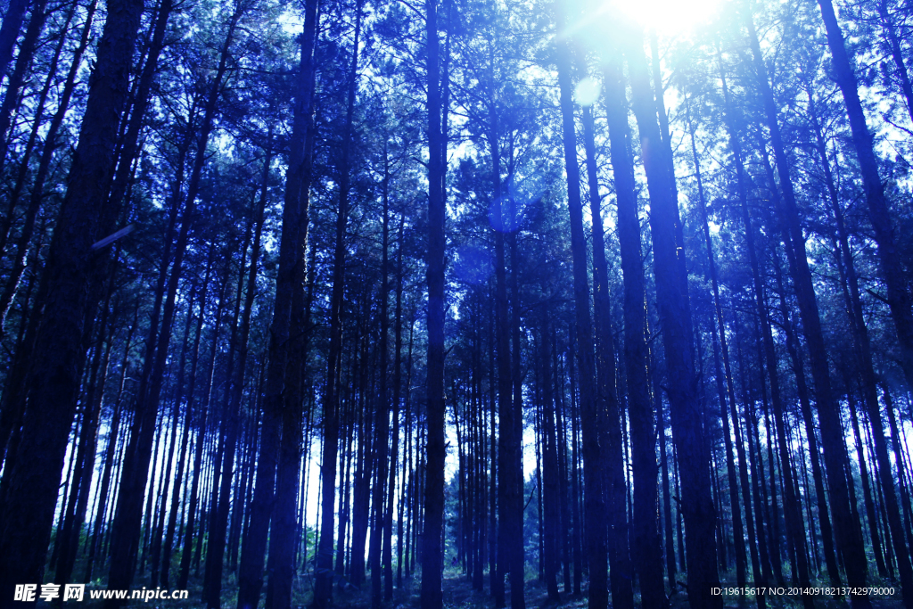 高色溫樹林
